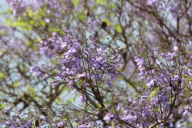 Jacaranda mimosifolia, Güney Amerika 'da yetişen bir tropikal ağaç türü..