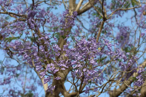 Jacaranda mimosifolia, Güney Amerika 'da yetişen bir tropikal ağaç türü..