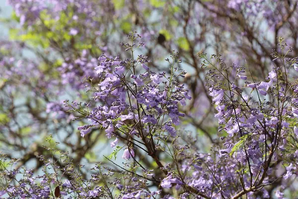 Jacaranda mimosifolia, Güney Amerika 'da yetişen bir tropikal ağaç türü..