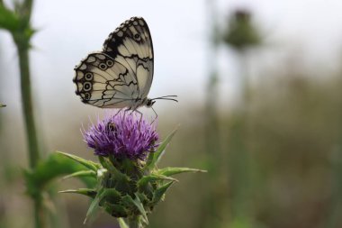 Melanargia çay (Akdeniz Mermer Beyazı) yabani bir çiçeğin üzerindeki kelebek