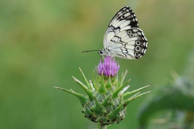 Melanargia çay (Akdeniz Mermer Beyazı) yabani bir çiçeğin üzerindeki kelebek