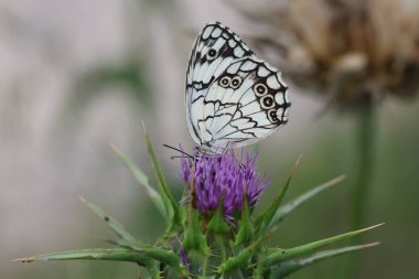 Melanargia çay (Akdeniz Mermer Beyazı) yabani bir çiçeğin üzerindeki kelebek