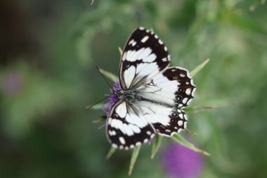 Melanargia çay (Akdeniz Mermer Beyazı) yabani bir çiçeğin üzerindeki kelebek
