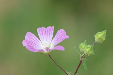 Malva punctata, Malvaceae familyasından yıllık olarak üretilen bir bitki türü.