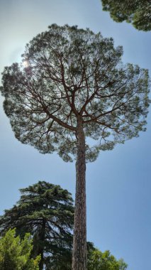 İtalyan Taş Çam ağaçları (Pinus çam ağacı), mavi gökyüzüne karşı geniş açılı geniş açı