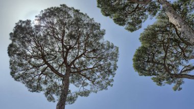 İtalyan Taş Çam ağaçları (Pinus çam ağacı), mavi gökyüzüne karşı geniş açılı geniş açı