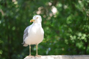 Duvara tüneyen sarı bacaklı martı (Larus michahellis)