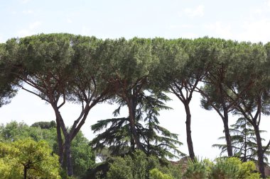 Roma 'da bir sırada İtalyan Taş Çamı (Pinus Pinea) ağaçları