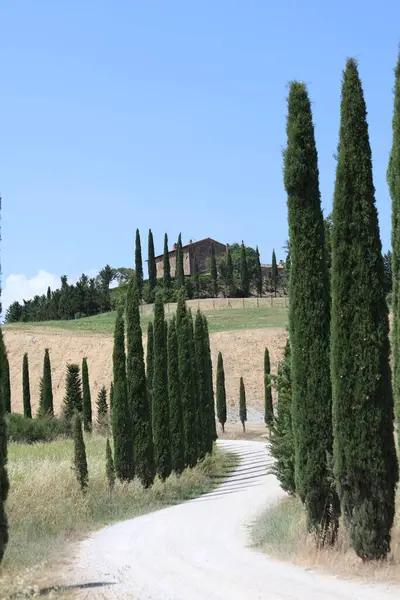 İtalya 'nın Val d' Orcia kentindeki tepedeki bir eve giden selvi çizgili patika.