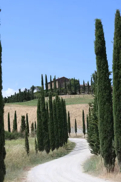 İtalya 'nın Val d' Orcia kentindeki tepedeki bir eve giden selvi çizgili patika.