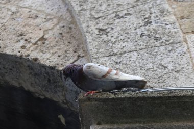 Siena 'da tarihi bir kemere tünemiş bir güvercin, taly.
