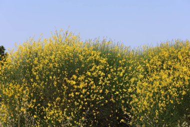 Spartium ormanının çiçeklerine yakın çekim (genellikle İspanyol Süpürgesi olarak bilinir)