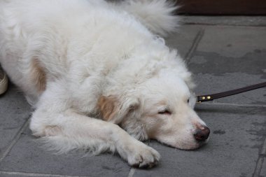 Kaldırımda huzur içinde uyuyan bir köpek.