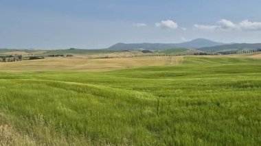 Sararmış buğday tarlaları, selviler ve mavi gökyüzü ile Toskana 'da güzel bir panoramik manzara.