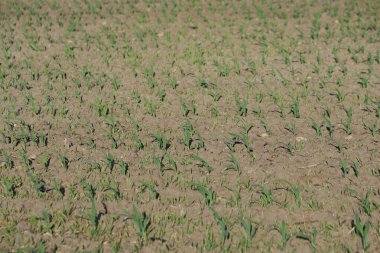 Genç mısır fideleri ikinci mahsul olarak ekildi