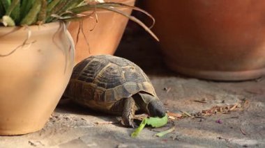 Avluda aloe vera yiyen bir kaplumbağa var.
