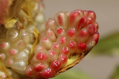 Olgunlaşan nar şeritlerine yakın dur.