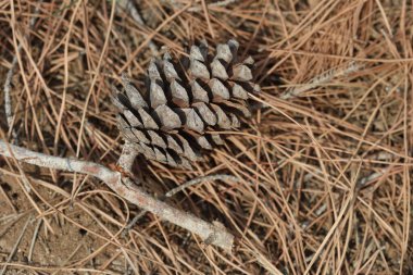 Bir kozalak orman zeminindeki kuru çam iğnelerinin arasında dinleniyor.
