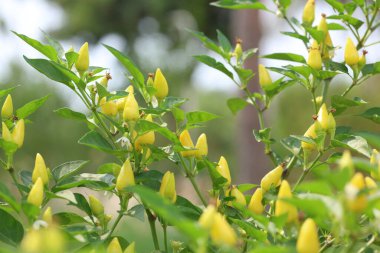 Kapsicum yıllık meyve ve yapraklarını kapat