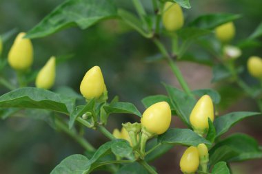 Kapsicum yıllık meyve ve yapraklarını kapat