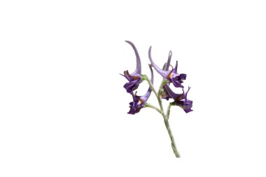 Beyaz arkaplanda Delphinium peregrinum (menekşe larkspur) izole