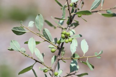 Rhamnus (Buckthorn), bir çalı cinsi veya Rhamnaceae familyasından küçük ağaçlar.