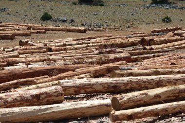 Orman açıklığında yeni kesilmiş kütükler.