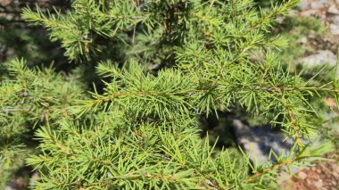 Cedrus libani 'nin (Lübnan sedir ağacı) dallarına yakın dur