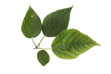 Kağıt dut yaprakları (Broussonetia papyrifera) beyaz arka planda izole edilmiştir