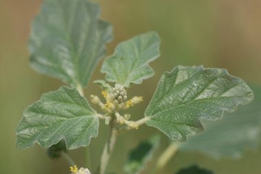 Chrozophora tinctoria, Akdeniz, Orta Doğu ve Hindistan 'a özgü bir bitki türüdür.