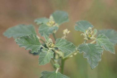 Chrozophora tinctoria, Akdeniz, Orta Doğu ve Hindistan 'a özgü bir bitki türüdür.