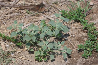 Chrozophora tinctoria, Akdeniz, Orta Doğu ve Hindistan 'a özgü bir bitki türüdür.
