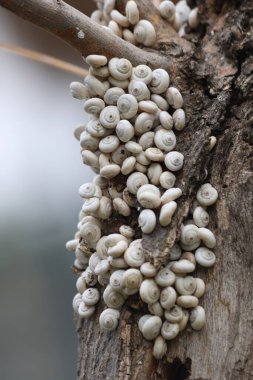 Ağaç gövdesinde bir araya toplanmış büyük bir grup küçük beyaz salyangoz.