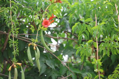 Trompet sarmaşığının çiçekleri.)