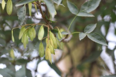 Fraxinus angustifolia, Fraxinus cinsinin bir türüdür. 