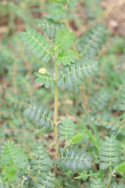 Tribulus terrestris (keçi kafası) uzun zamandır Hint ayurveda pratiğinde tonik ve afrodizyak olarak kullanılmaktadır.