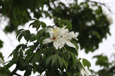 İpek diş ipi ağacının beyaz çiçekleri (Ceiba speciosa)