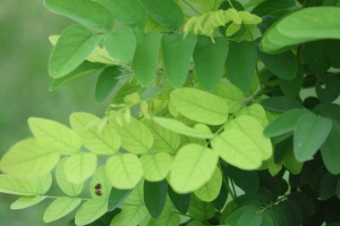 Robinia psödoacia yaygın olarak siyah çekirge olarak bilinir.