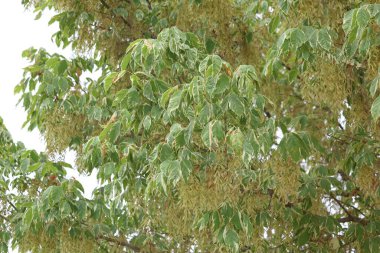 Yaprak ve tohumlarla Acer negundo Variegatum