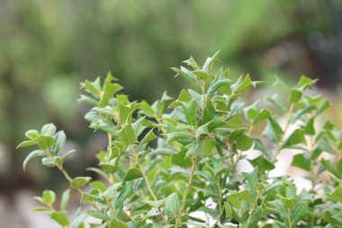 Lex Cornuta Lindl ve Paxtonor Çinli Holly 'nin şubesi.