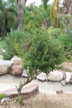  Lex Cornuta Lindl ve Paxtonor Çinli Holly Bush parkta.