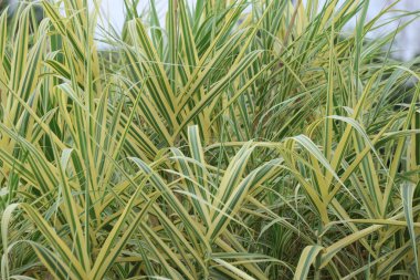 Bir parkta arundo donax variegata (ariegated Giant Cane)