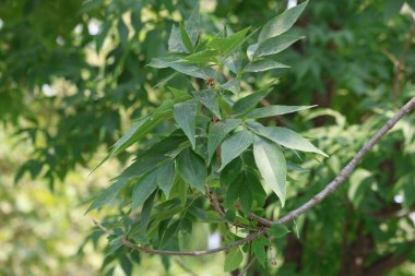 Marshall Ash (Marshall Ash veya Marshall 'ın Tohumsuz Külü))