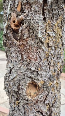 Sıkıcı Böceğin Zarar Verdiği Mavi Sedir (Cedrus atlantica Glauca) ağaç kabuğu dokusu