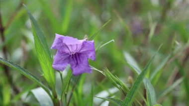 Yazın Meksika petunyasının çiçekleri