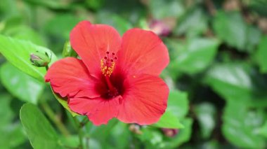 Hibiscus rosa-sinensis Çin amfibiği olarak bilinen çiçekli bir bitkidir.