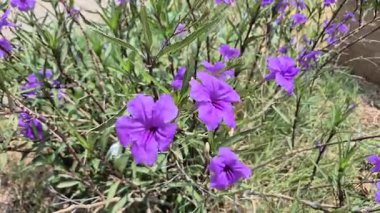 Yazın Meksika petunyasının çiçekleri