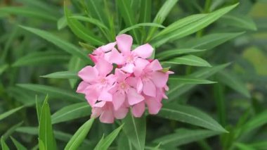 Pembe zakkum çiçekleri rüzgarda yavaşça hareket ediyor.