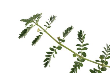 Tribulus terrestris (Puncturevine) beyaz arkaplanda izole edildi