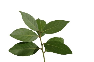  Bay Laurel 'in (laurus nobilis) beyaz arkaplanda izole edilmiş dalını kapat